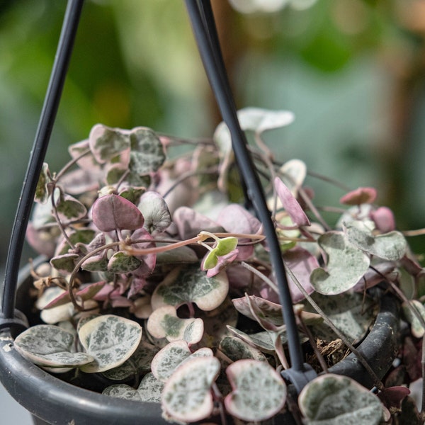 Variegated String of Hearts Basket (Ceropegia woodii variegata)