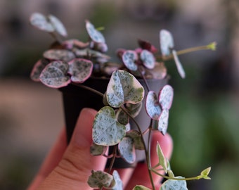 Chaîne de coeurs panachée (Ceropegia woodii variegata)