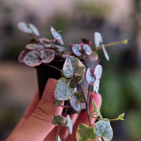 Variegated String of Hearts (Ceropegia woodii variegata)