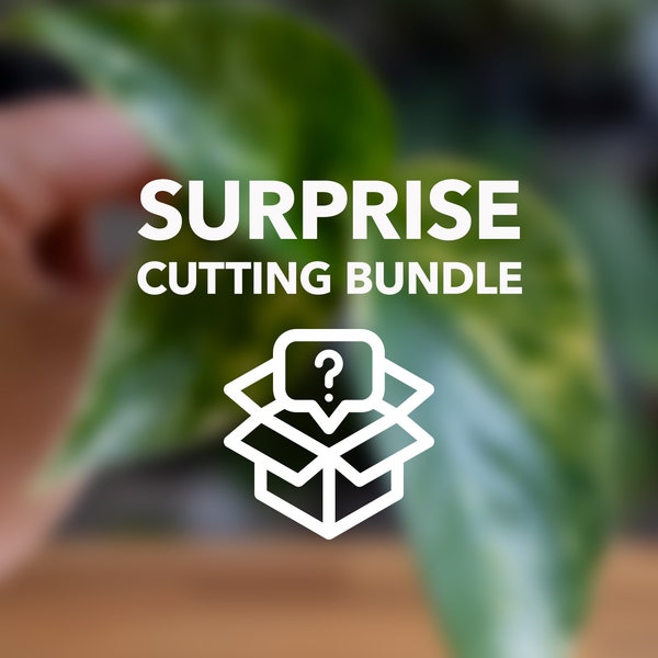 Surprise Cutting Bundle (Ziehe Deine eigenen Zimmerpflanzen aus Stecklingen)