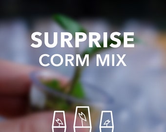 Surprise Corm Mix (Züchten Sie Ihre eigenen Alocasias aus Knollen)