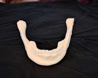 Foam Human Jawbone