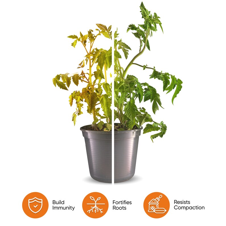 Molly's Succulent Mix - Premium Gritty Soilless Potting Mix for ...