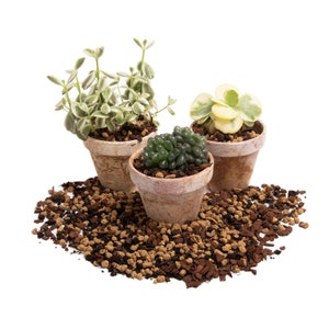 Molly's Succulent Mix - Premium Gritty Soilless Potting Mix for ...