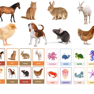 32 assorted flash cards for children, Preschool Cards, Educational Printable Cards, INSTANT DOWNLOAD