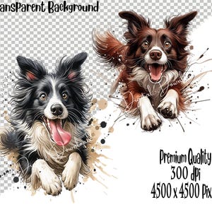 May include: Two black and white border collie dogs running with their tongues out. The dogs are in a watercolor style with splashes of brown and white paint.