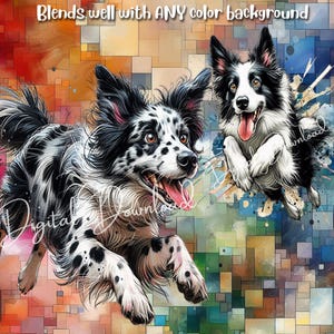 May include: Two black and white border collie dogs with spots, one running and one jumping, against a colorful abstract background of squares and paint splatters. Blends well with any color background.