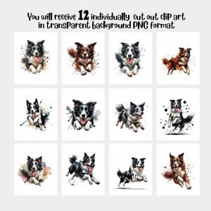 May include: Twelve digital illustrations of border collies in various poses, with watercolor-style splashes of color behind them. The dogs are all black and white, except for one brown and white dog.