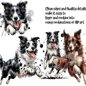 May include: Four digital illustrations of border collie dogs in various poses. The dogs are black and white, brown and white, and black and white with brown spots. The illustrations are set against a white background with watercolor-style splatters.