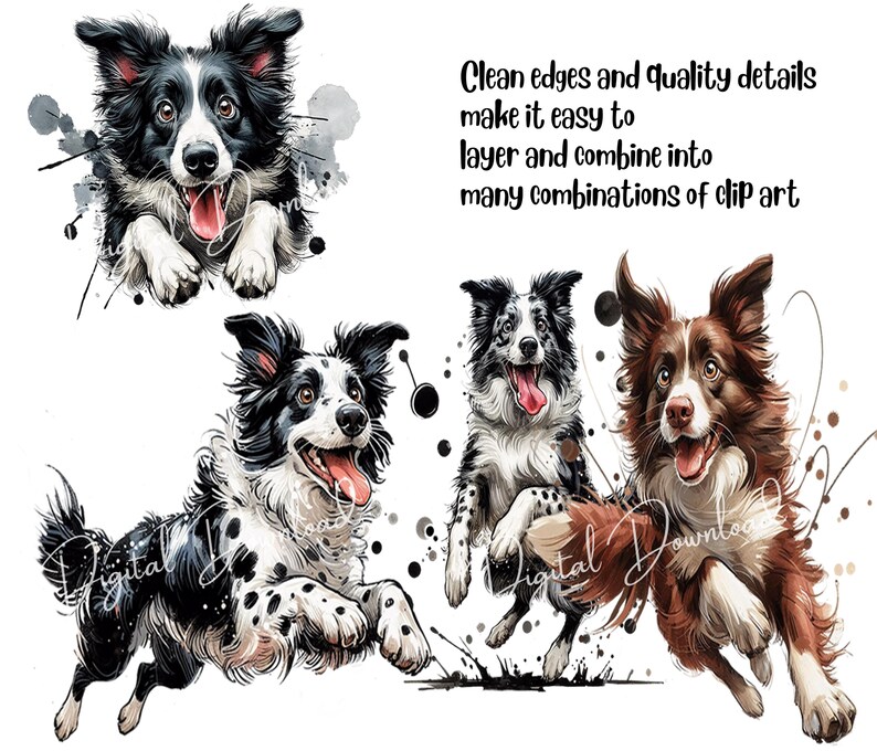 May include: Four digital illustrations of border collie dogs in various poses. The dogs are black and white, brown and white, and black and white with brown spots. The illustrations are set against a white background with watercolor-style splatters.