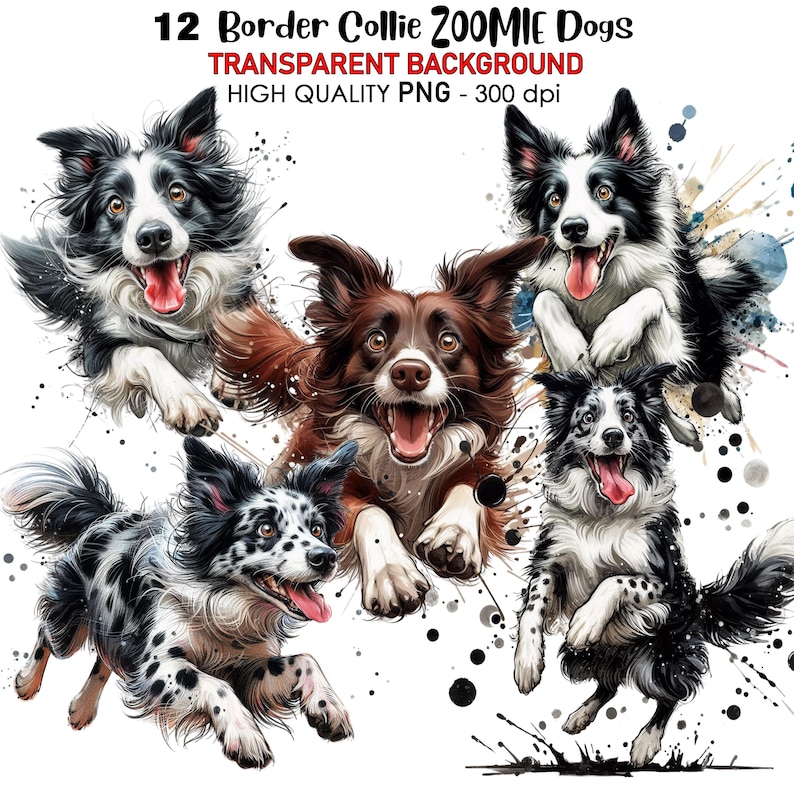 A set of 12 illustrated Border Collies filled with zoomie energy. These playful dogs are captured mid-leap, spin, and dash in action-packed poses. The set includes black and white Border Collies, some with spots, and brown-coated pups. Designed in a vivid watercolor style, each illustration showcases expressive faces, flowing fur, and rich details. The vibrant colors and dynamic movement bring these quirky, energetic dogs to life, perfect for pet lovers and dog-themed designs.