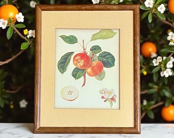 Framed Botanical Apple Art Print-Vintage Style Fruit-Wall Decor-Kitchen-Rustic