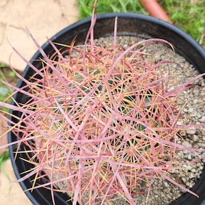 Fire Barrel ( ferro cactus cylindraceus)