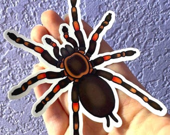 Mexican Red Knee Tarantula Sticker