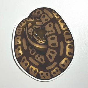 May include: A brown and black snake curled up in a circle. The snake has a distinctive pattern of brown and black markings.