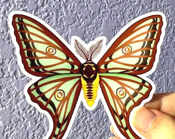 Spanish Moon Moth Sticker