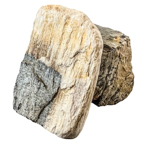 Petrified Wood - Sourced from Utah