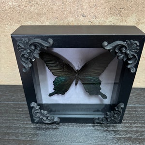Papilio Dialis Butterfly Framed Specimen