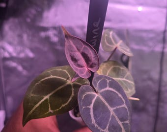 Anthurium Purple Wine (paarse mystieke zelf)