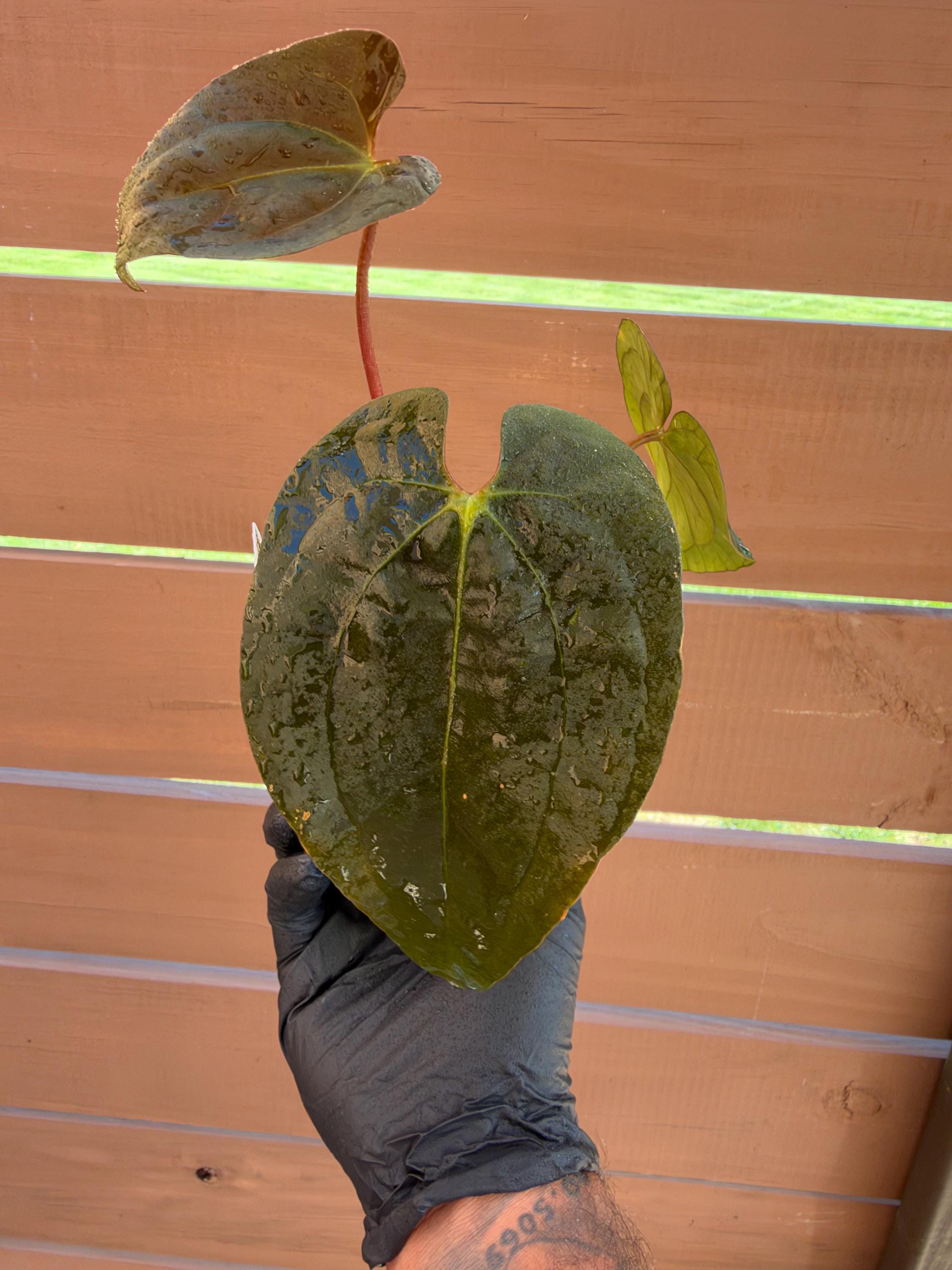 Dark Form Anthurium Ace of Spades - Etsy