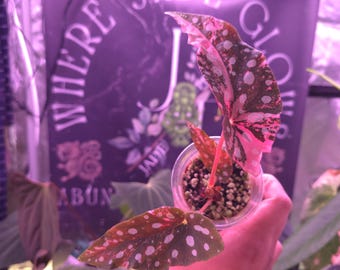 Begonia Maculata rosa variegada