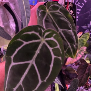 Op de afbeelding: Close-up van Anthurium Crystallinum plantenbladeren. De donkergroene bladeren hebben opvallende witte nerven, wat een opvallend contrast cre&euml;ert. De plant staat in een zwarte pot, met andere planten zichtbaar op de achtergrond.