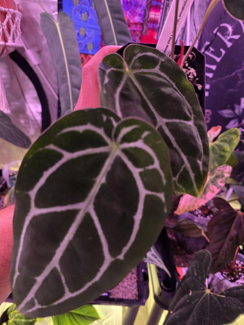 Op de afbeelding: Close-up van Anthurium Crystallinum plantenbladeren. De donkergroene bladeren hebben opvallende witte nerven, wat een opvallend contrast cre&euml;ert. De plant staat in een zwarte pot, met andere planten zichtbaar op de achtergrond.