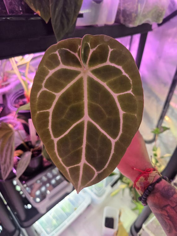 Anthurium Chocolate × Black Widow Michelle - Etsy