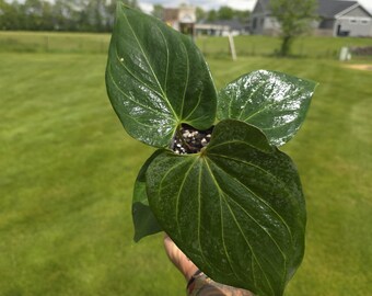 Schoppenheer anthurium