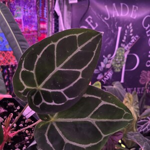 Op de afbeelding: Close-up van twee donkergroene bladeren met prominente witte nerven. De bladeren zijn hartvormig en hebben een fluweelzachte textuur. De afbeelding is van een plant, waarschijnlijk een Anthurium, met andere planten op de achtergrond. De achtergrond heeft een bord met de tekst "Jade Plants".