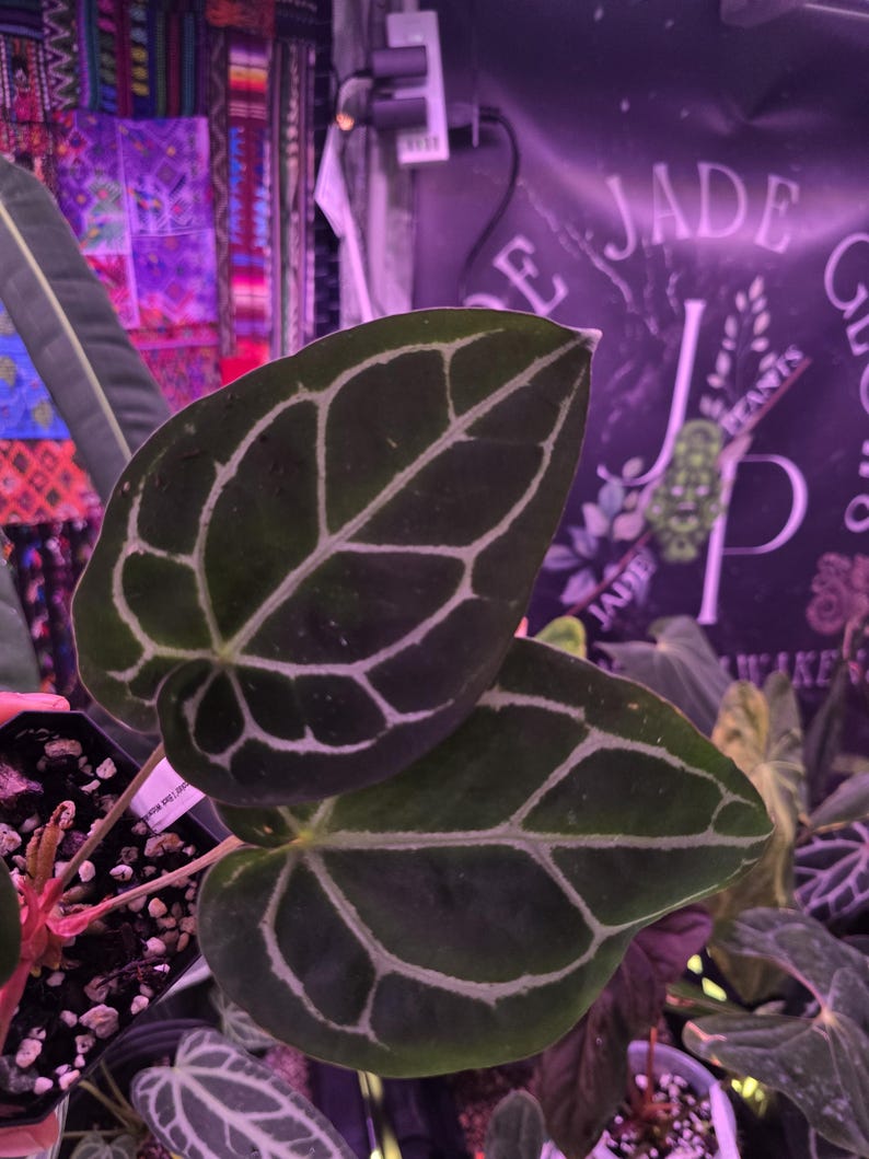 Op de afbeelding: Close-up van twee donkergroene bladeren met prominente witte nerven. De bladeren zijn hartvormig en hebben een fluweelzachte textuur. De afbeelding is van een plant, waarschijnlijk een Anthurium, met andere planten op de achtergrond. De achtergrond heeft een bord met de tekst "Jade Plants".