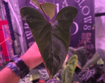 Anthurium pinkley x portillae