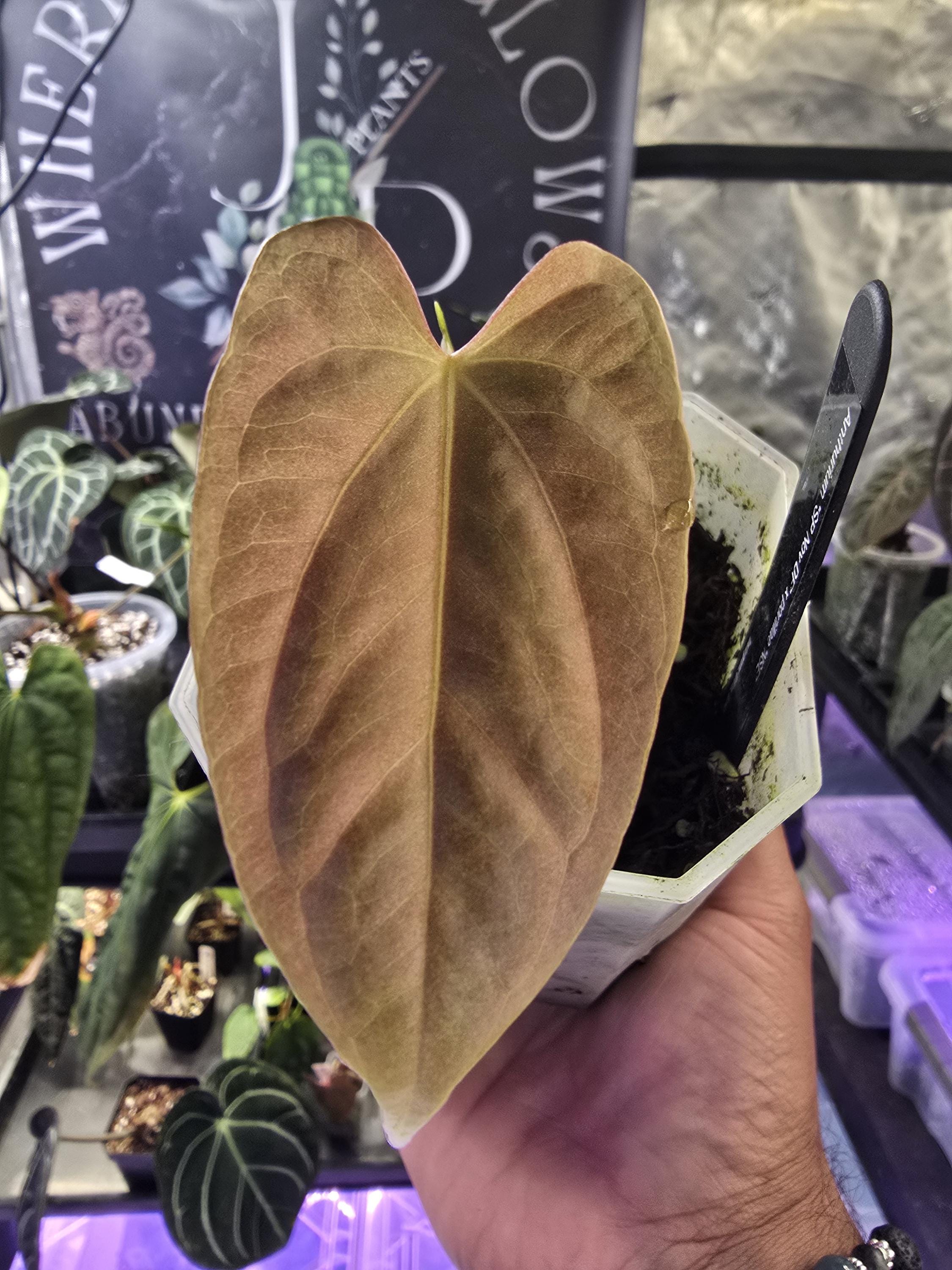 Sp Nov Df Anthurium - Etsy