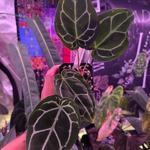 Op de afbeelding: Anthurium crystallinum plant met donkergroene, hartvormige bladeren. De bladeren hebben opvallende witte nerven, wat een opvallend contrast cre&euml;ert. De plant staat in een kleine zwarte pot.