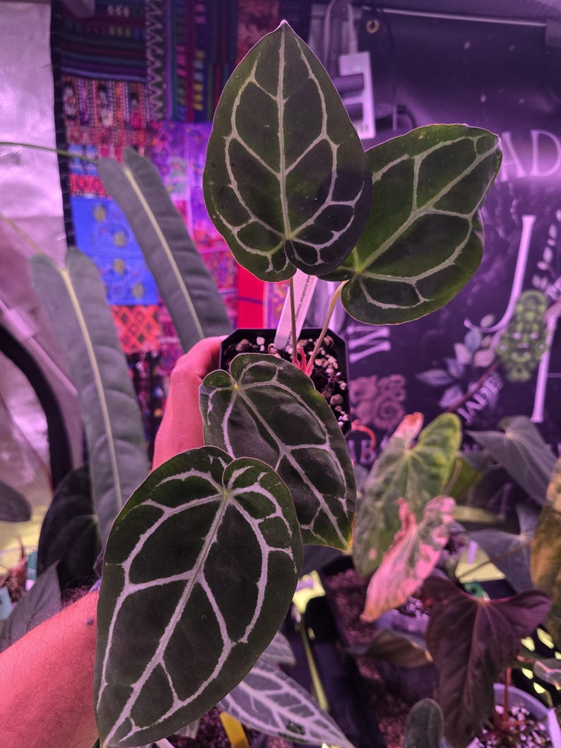 Op de afbeelding: Anthurium crystallinum plant met donkergroene, hartvormige bladeren. De bladeren hebben opvallende witte nerven, wat een opvallend contrast cre&euml;ert. De plant staat in een kleine zwarte pot.