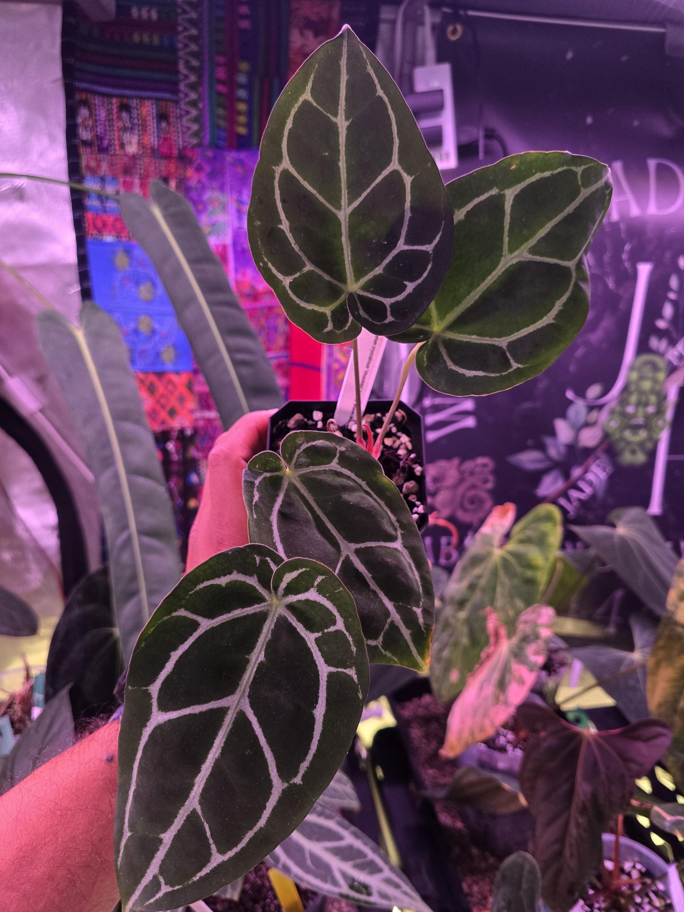 Anthurium red spider - Etsy 日本