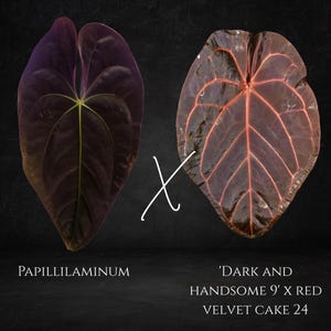 Anthurium Red Velvet - Etsy