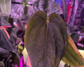 Anthurium Bvep RA2 x (Bvep rond x BBL)