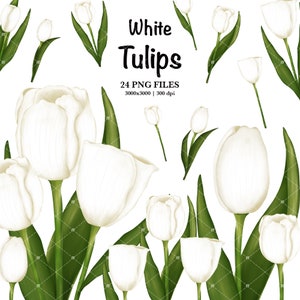 Watercolor White Tulip Clipart,Tulips Clipart,Spring Flower Clipart,Watercolor Botanical Clip Art,Easter Clipart,Wedding Invitation