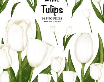Watercolor White Tulip Clipart,Tulips Clipart,Spring Flower Clipart,Watercolor Botanical Clip Art,Easter Clipart,Wedding Invitation