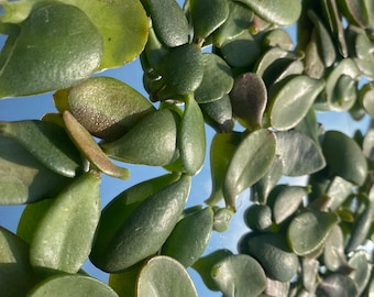 8x Jade Plant, Money Tree, Crassula Ovata, Fresh Succulent Leaf Cutting