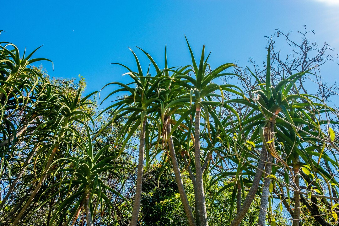 Aloe Barberae – Tree Aloe | Large Drought-tolerant Succulent for ...