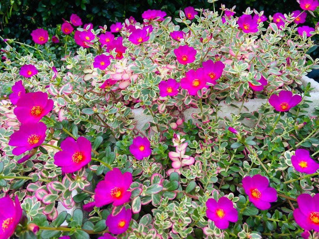 Variegated Sunjewels Portulaca | Trailing Succulent for Hanging Baskets ...