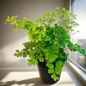 Adiantum raddianum ‘Variegatum’ – Variegated Maidenhair Fern