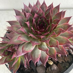 May include: A close-up shot of a succulent plant with burgundy and green leaves. The plant is in a black pot with dark mulch. The leaves are pointed and arranged in a rosette pattern, creating a visually appealing texture.