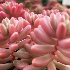 May include: Close-up of a cluster of pink succulents. The fleshy, oval-shaped leaves are a soft pink with hints of green at the base. The plants are in focus, with a blurred background of similar succulents.