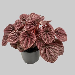 Buy Peperomia Ruby Ripple | Easy Care Houseplant