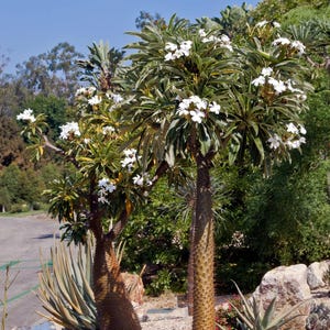 Pachypodium Lamerei- White Flower