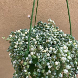May include: A hanging basket of String of Pearls succulent. The plant has small, round, pearl-like leaves in green and white, spilling from a green pot. The background is a plain tan colour.