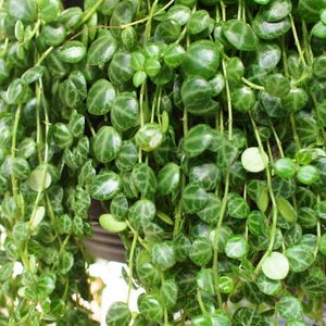 Peperomia Prostrata &#39;String of Turtles&#39;